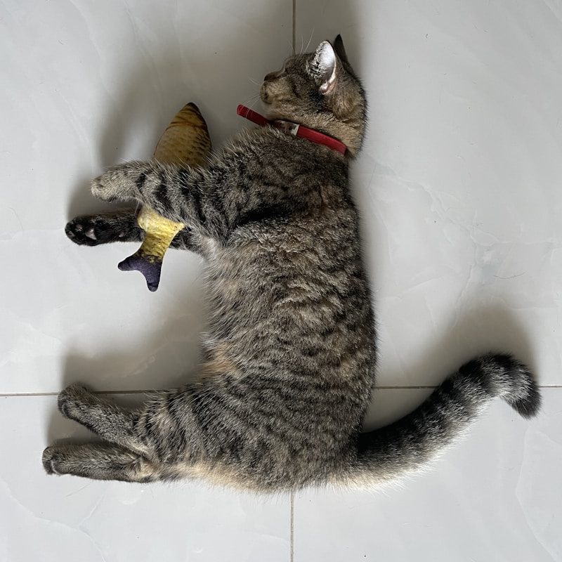 Інтерактивна миша для кота
